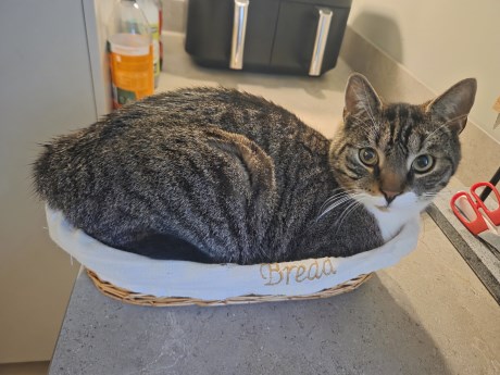 Kat Europese korthaar of huiskat