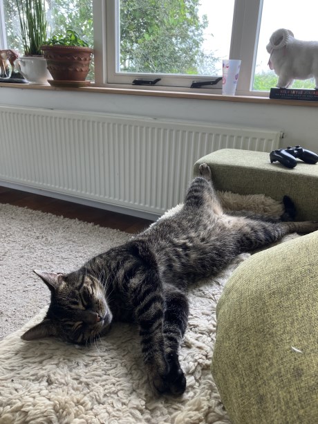 Kat Europese korthaar of huiskat