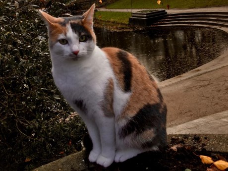 Kat Europese korthaar of huiskat