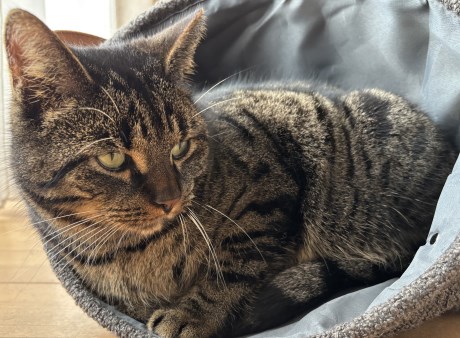 Kat Europese korthaar of huiskat