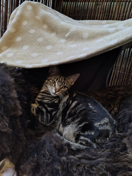 Kat Europese korthaar of huiskat