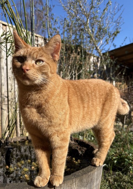 Kat Europese korthaar of huiskat