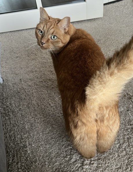 Kat Europese korthaar of huiskat