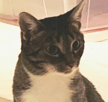 Kat Europese korthaar of huiskat