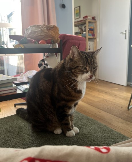 Kat Europese korthaar of huiskat