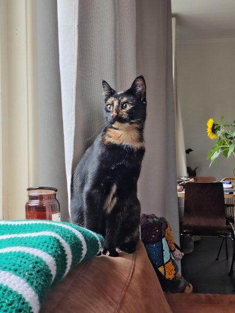 Kat Europese korthaar of huiskat