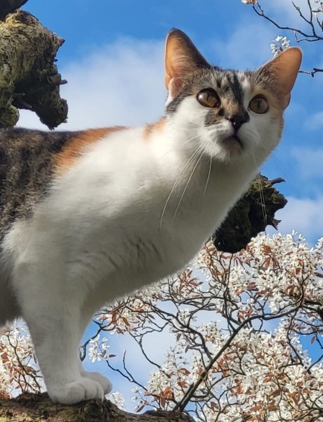 Kat Europese korthaar of huiskat