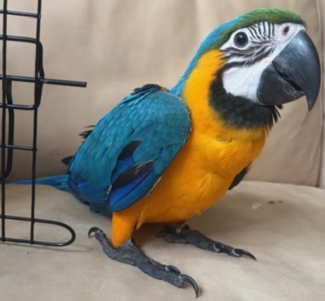 Vogel (Dwerg-)papegaai