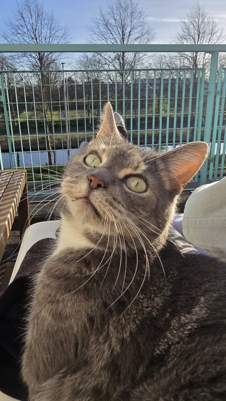 Kat Brits korthaar X