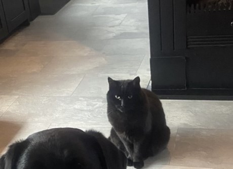 Kat Europese korthaar of huiskat