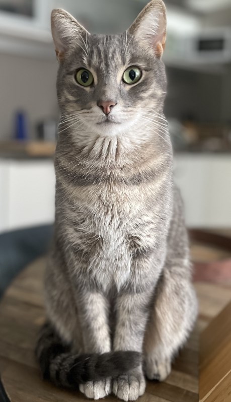 Kat Europese korthaar of huiskat