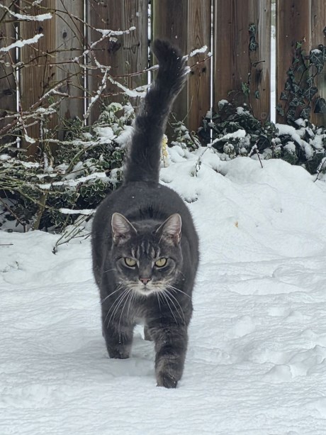 Kat Europese korthaar of huiskat