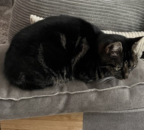 Kat Europese korthaar of huiskat