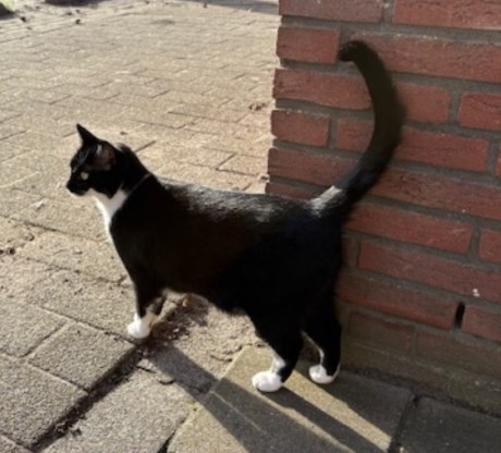 Kat Europese korthaar of huiskat