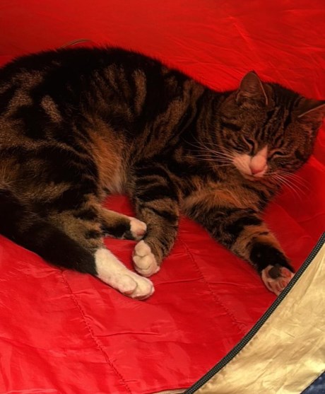 Kat Europese korthaar of huiskat