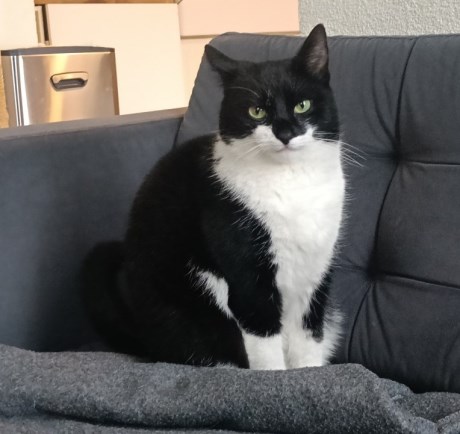 Kat Europese korthaar of huiskat