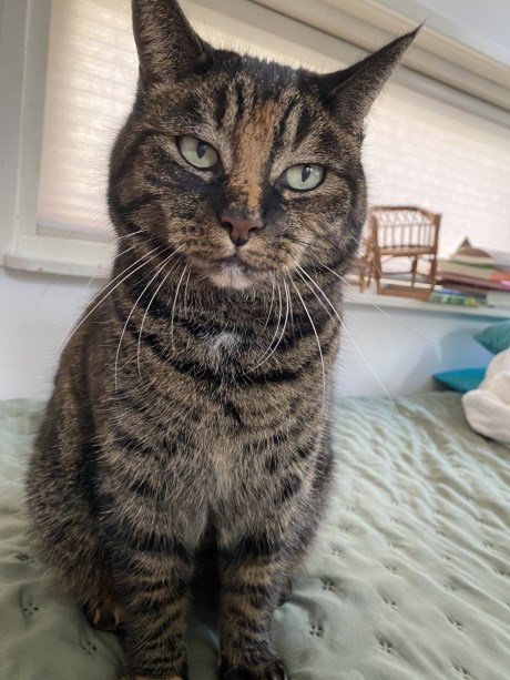 Kat Europese korthaar of huiskat