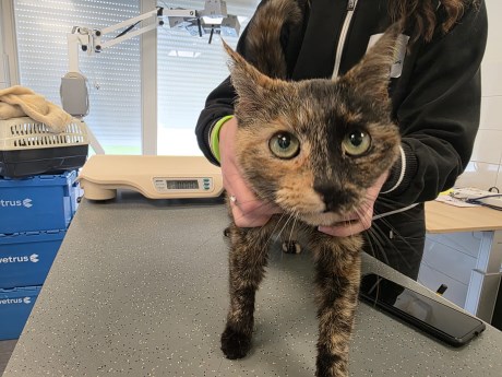 Kat Europese korthaar of huiskat