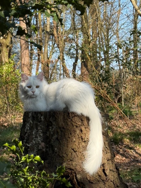 Kat Maine Coon