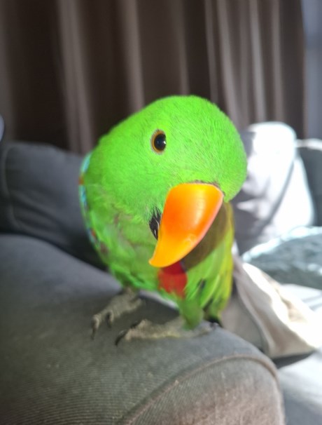 Vogel (Dwerg-)papegaai