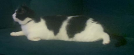 Kat Europese korthaar of huiskat