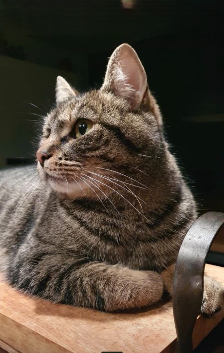 Kat Europese korthaar of huiskat