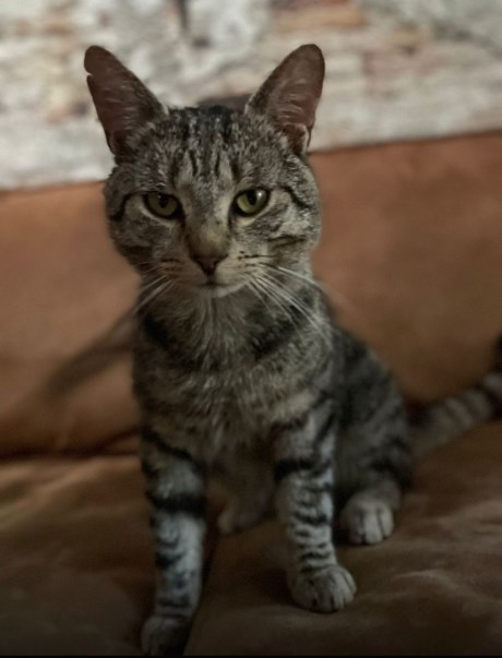 Kat Europese korthaar of huiskat