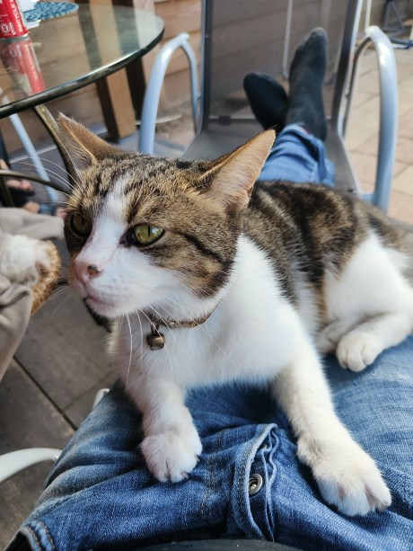 Kat Europese korthaar of huiskat