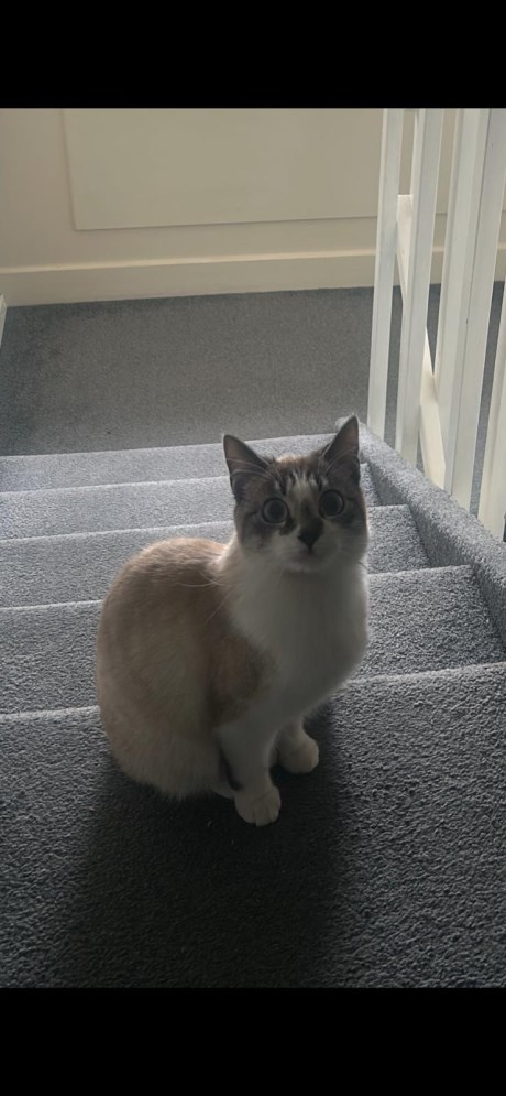 Kat Europese korthaar of huiskat