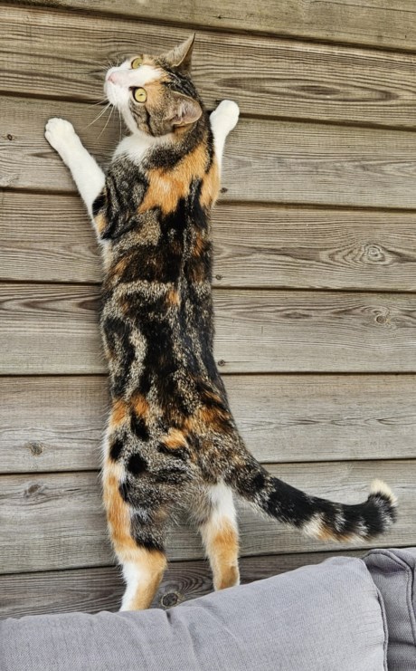 Kat Europese korthaar of huiskat