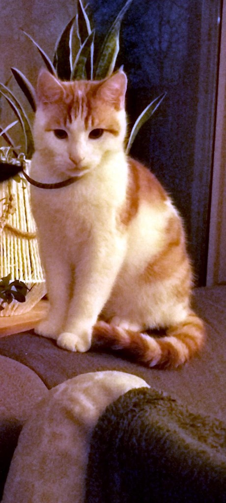 Kat Europese korthaar of huiskat