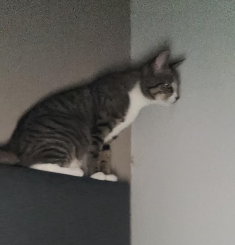 Kat Europese korthaar of huiskat