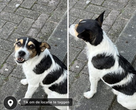 Hond Boerenfox