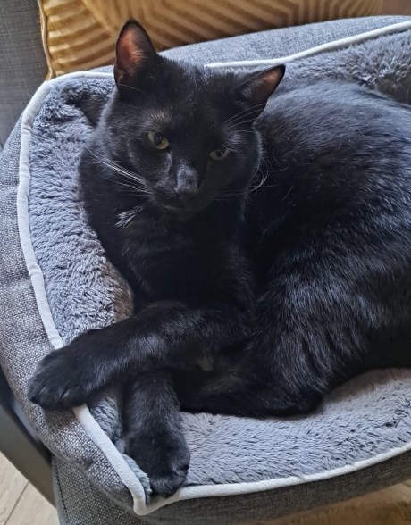 Kat Europese korthaar of huiskat