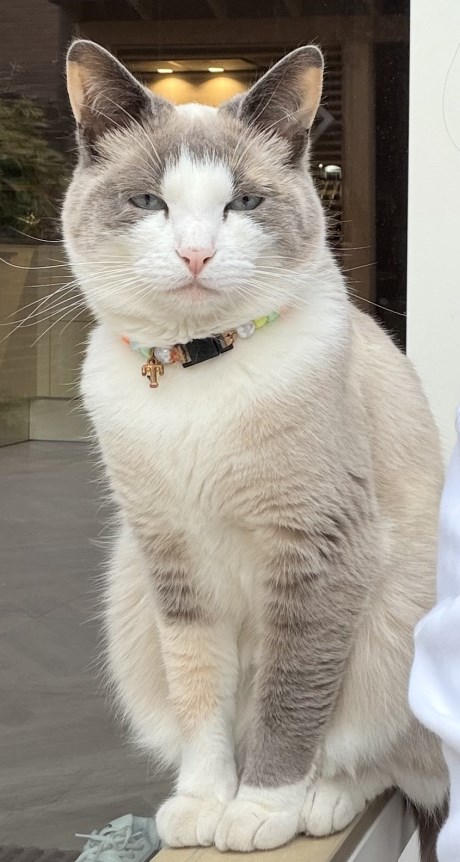 Kat Brits korthaar X