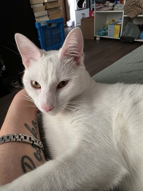 Kat Europese korthaar of huiskat