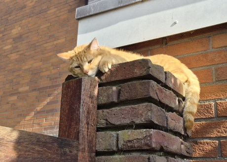 Kat Europese korthaar of huiskat