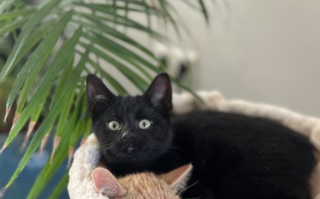 Kat Europese korthaar of huiskat