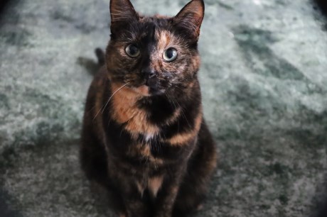 Kat Europese korthaar of huiskat