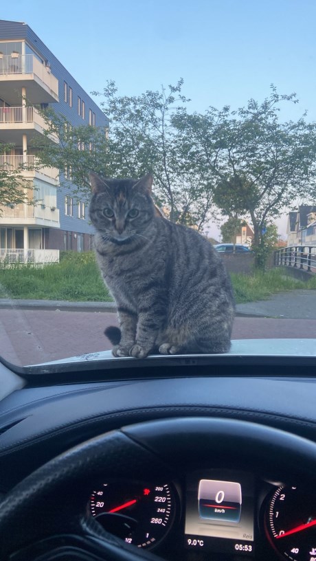 Kat Europese korthaar of huiskat