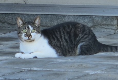 Kat Europese korthaar of huiskat