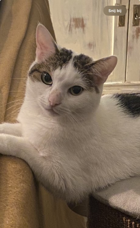 Kat Europese korthaar of huiskat