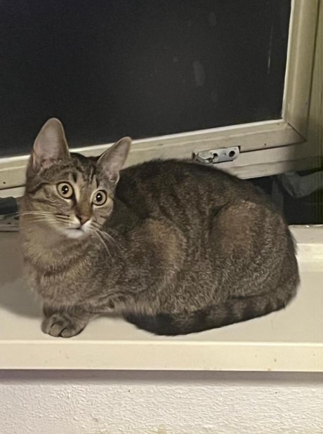 Kat Europese korthaar of huiskat