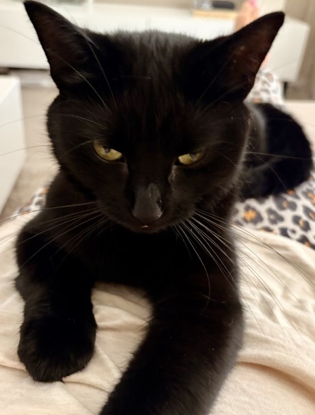 Kat Europese korthaar of huiskat