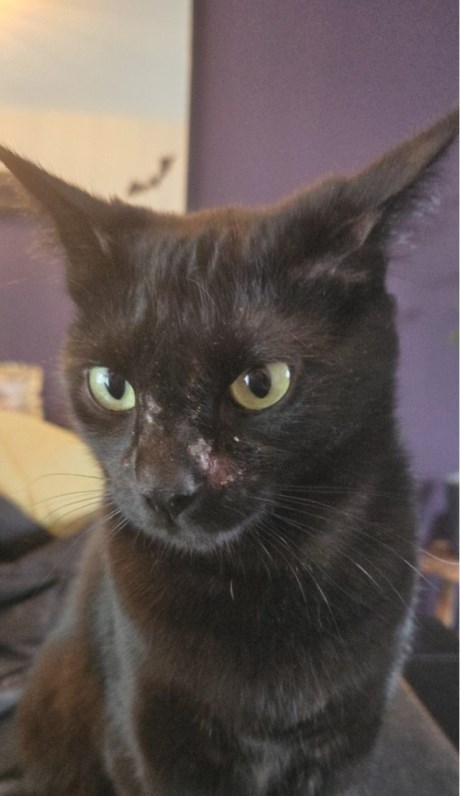 Kat Europese korthaar of huiskat