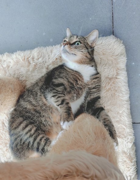 Kat Europese korthaar of huiskat