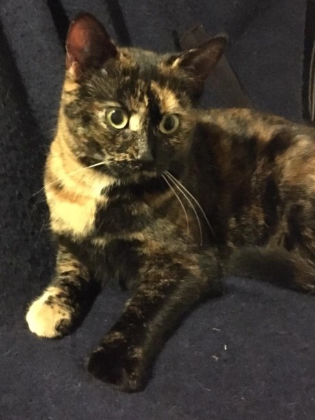 Kat Europese korthaar of huiskat