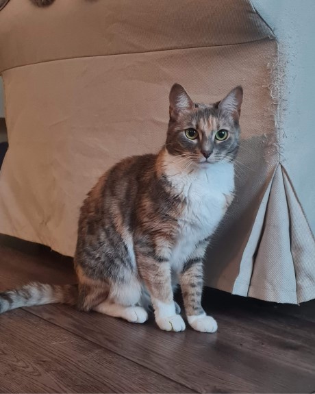 Kat Europese korthaar of huiskat