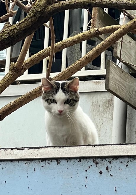 Kat Europese korthaar of huiskat