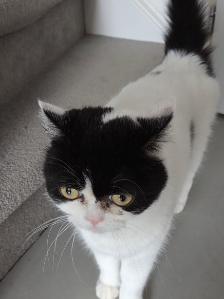 Kat Europese korthaar of huiskat